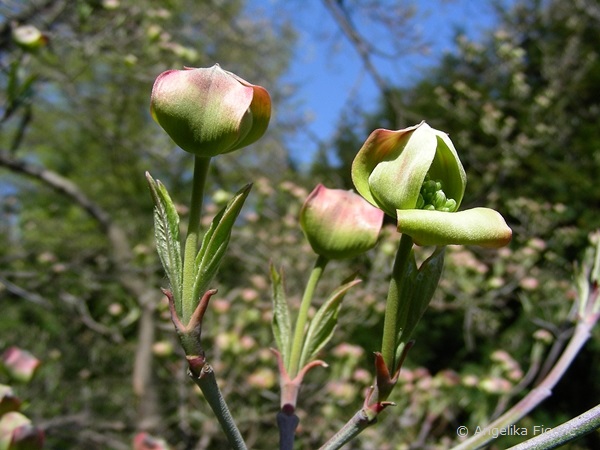 Cornus florida "Alba",     © Mag. Angelika Ficenc