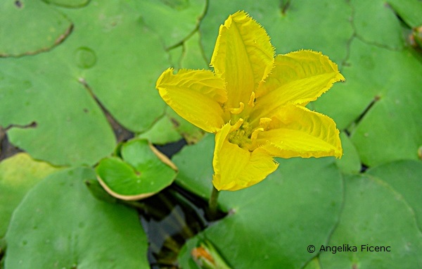 ymphoides peltata - Heimische Seekanne  © Mag. Angelika Ficenc