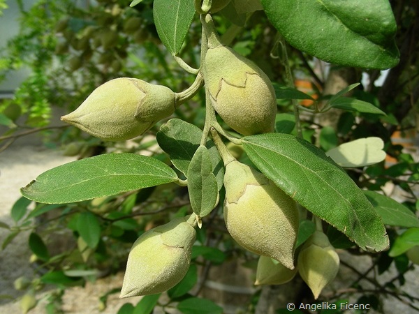 Lagunaria patersonica - Norfolkeibisch  © Mag. Angelika Ficenc