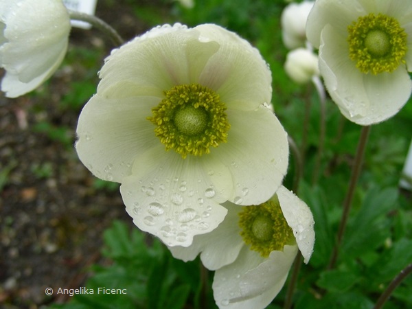 Anemone sylvestris - Großes Windröschen, Blüte  © Mag. Angelika Ficenc