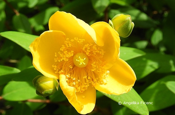 Hypericum hookerianum   © Mag. Angelika Ficenc