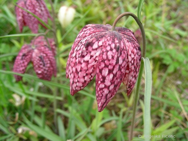 Fritillaria meleagris - Schachbrettblume  © Mag. Angelika Ficenc