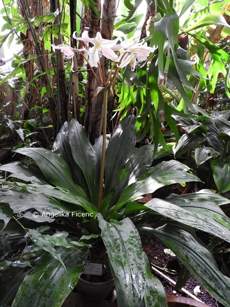 Crinum jagus  © Mag. Angelika Ficenc