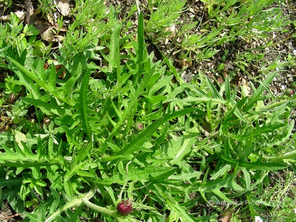 Cirsium rivulare "Atropurpureum" © Mag. Angelika Ficenc