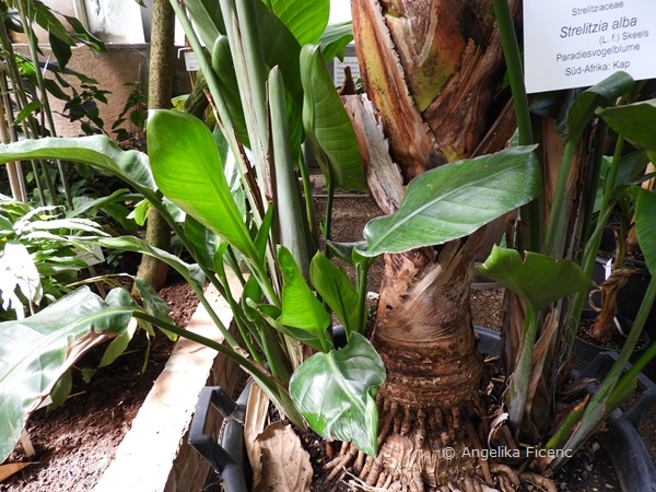 Strelitzia alba - Weiße Paradiesvogelblume, Stamm  © Mag. Angelika Ficenc