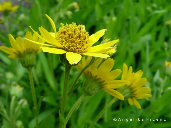 Arnica chamissonis - Wiesen Arnika  © Mag. Angelika Ficenc