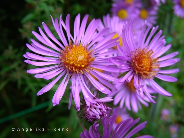 Aster novi-angliae  © Mag. Angelika Ficenc