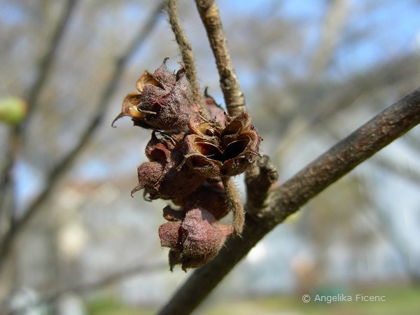 Corylopsis sp. - Scheinhasel, Fruchtstand  © Mag. Angelika Ficenc