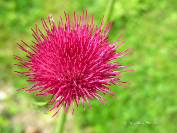 Cirsium rivulare "Atropurpureum" -  © Mag. Angelika Ficenc