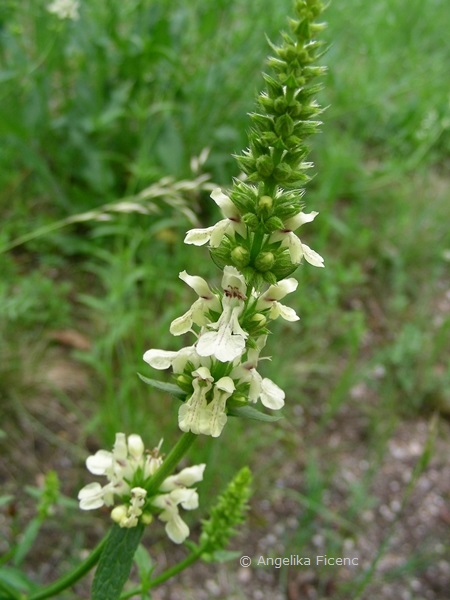 Stachys recta - Aufrechter Ziest  © Mag. Angelika Ficenc