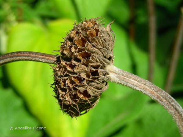Phlomis russeliana, Samenstand  © Mag. Angelika Ficenc