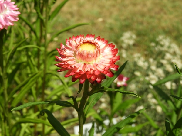 Helichrysum bellum © Mag. Angelika Ficenc