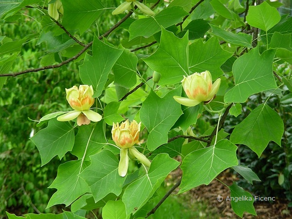 Liriodendron tulipifera, Tulpenbaum, Habitus  © Mag. Angelika Ficenc