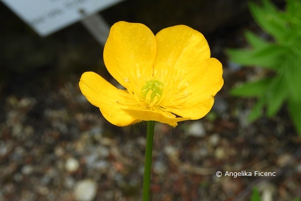 Ranunculus lanuginosus - Woll-Hahnenfuß  © Mag. Angelika Ficenc