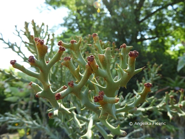 Euphorbia hamata © Mag. Angelika Ficenc