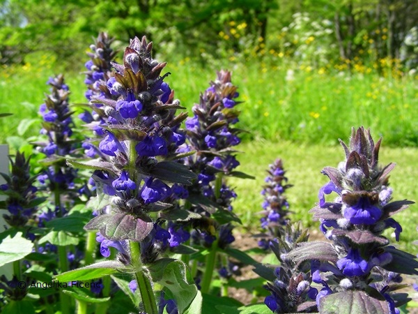 Ajuga genevensis - Heide Günsel  © Mag. Angelika Ficenc