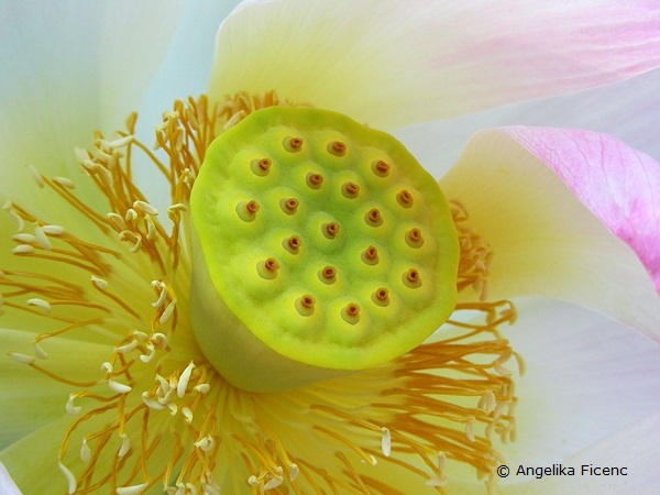Nelumbo nucifera - Indische Lotusblume, Fruchtknoten  © Mag. Angelika Ficenc