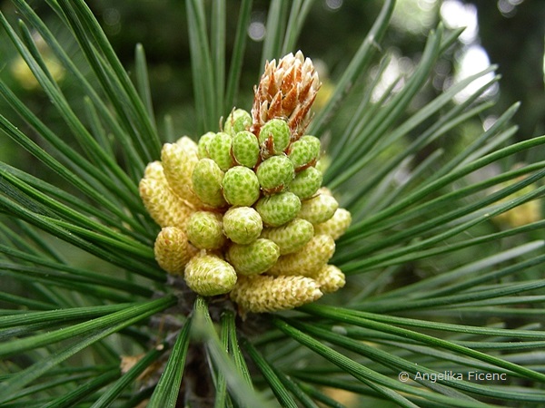 Pinus mugo - Berg Kiefer,  männliche Blüten  © Mag. Angelika Ficenc