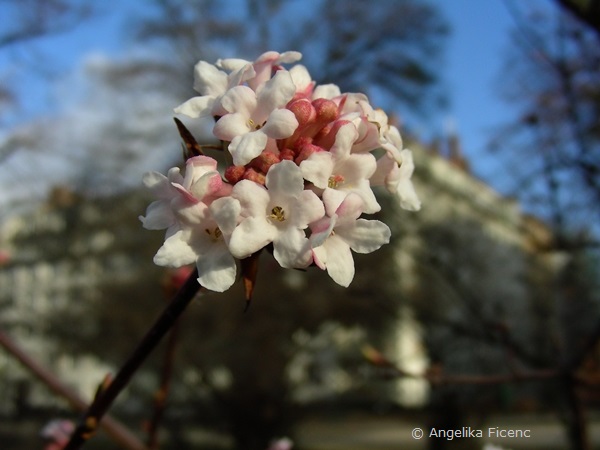 Viburnum farreri, Blütenstand  © Mag. Angelika Ficenc
