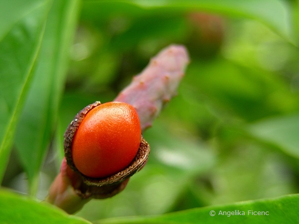 Magnolia cf. kobus - Kobushi Magnolie,   © Mag. Angelika Ficenc