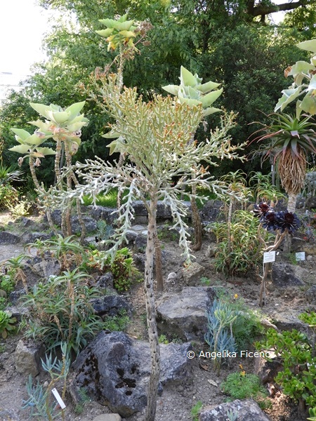   Euphorbia hamata © Mag. Angelika Ficenc