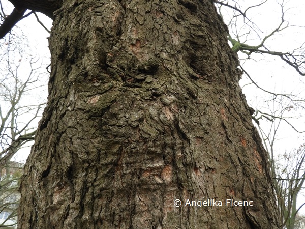 Acer opulus ssp. obtusatum cf. © Mag. Angelika Ficenc