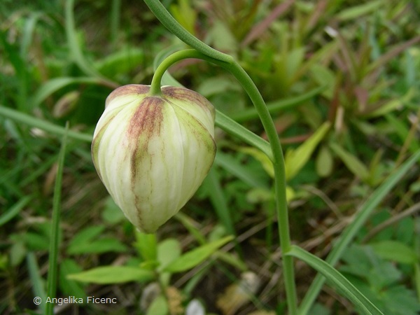 Fritillaria meleagris - Schachbrettblume,  © Mag. Angelika Ficenc