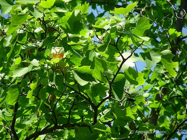 Liriodendron tulipifera, Tulpenbaum, Habitus  © Mag. Angelika Ficenc