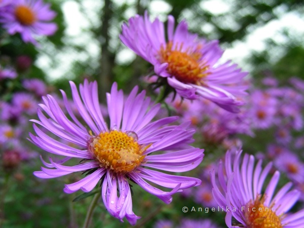 Aster novi-angliae  © Mag. Angelika Ficenc