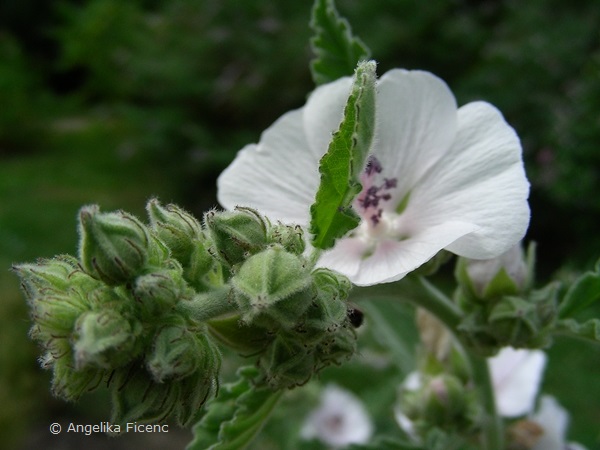 Alcea ficifolia - Holländische Stockrose  © Mag. Angelika Ficenc