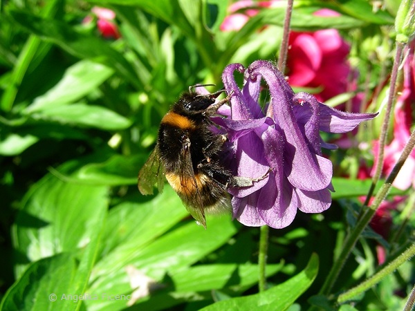 Hummel an Akelei   © Mag. Angelika Ficenc