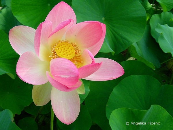 Nelumbo nucifera - Indische Lotusblume, offene Blüte  © Mag. Angelika Ficenc