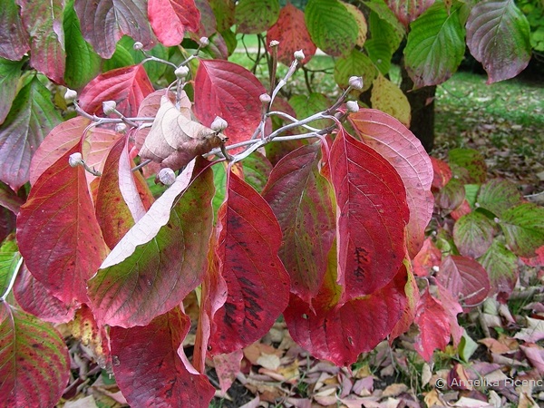 Cornus florida "Alba",     © Mag. Angelika Ficenc