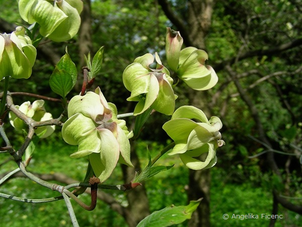 Cornus florida "Alba",     © Mag. Angelika Ficenc