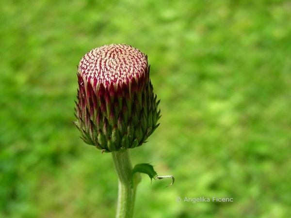 Cirsium rivulare "Atropurpureum" -   © Mag. Angelika Ficenc