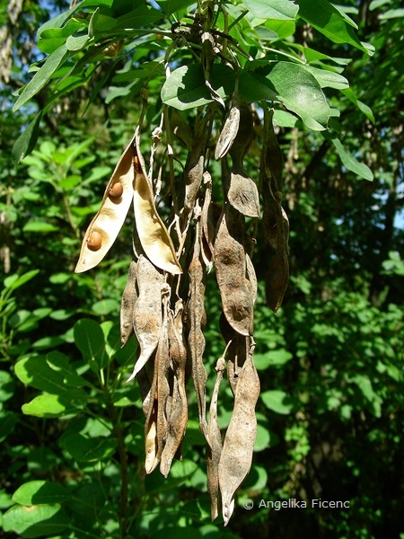 Laburnum anagyroides - Goldregen, Früchte   © Mag. Angelika Ficenc