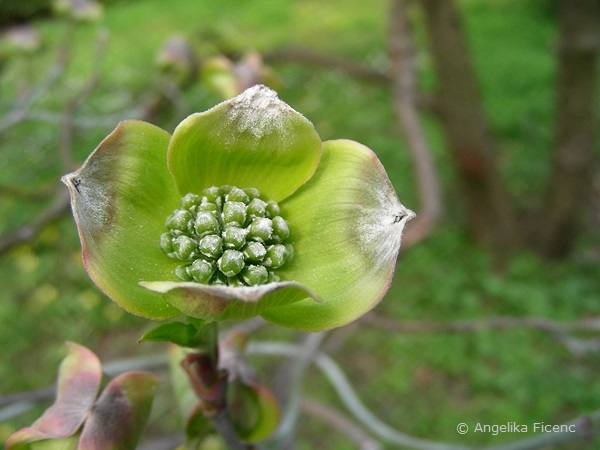 Cornus florida "Alba",     © Mag. Angelika Ficenc