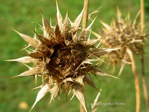 Berkheya purpurea, Fruchtstand  © Mag. Angelika Ficenc