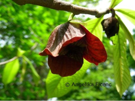 Asimina triloba    © Mag. Angelika Ficenc