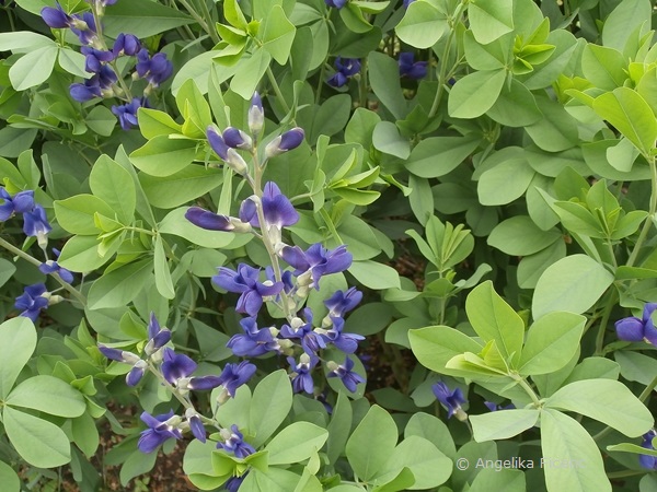 Baptisia australis - Blaue Färberhülse, Habitusr  © Mag. Angelika Ficenc