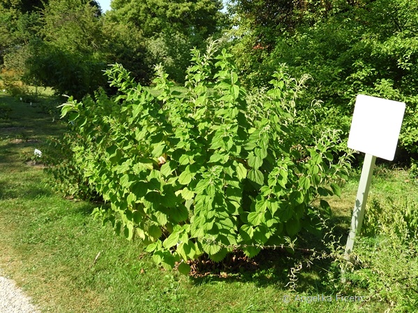 Boehmeria nivea - Filzige Ramie, Habitus    © Mag. Angelika Ficenc