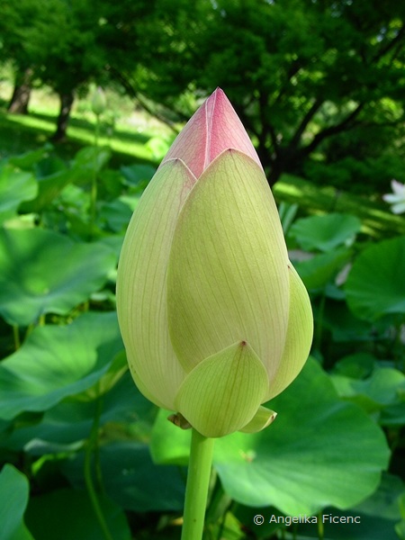 Nelumbo nucifera - Indische Lotusblume, Blütenknospe  © Mag. Angelika Ficenc