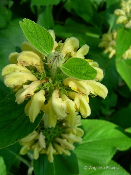 Phlomis russeliana, Blütenstand  © Mag. Angelika Ficenc