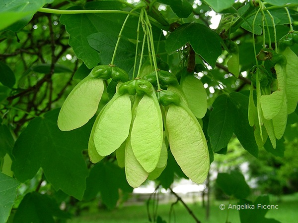 Acer opulus ssp. obtusatum cf. © Mag. Angelika Ficenc