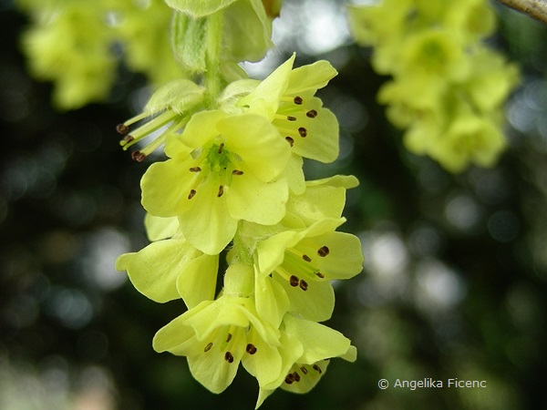 Corylopsis sp. - Scheinhasel, Blütenstand,   © Mag. Angelika Ficenc