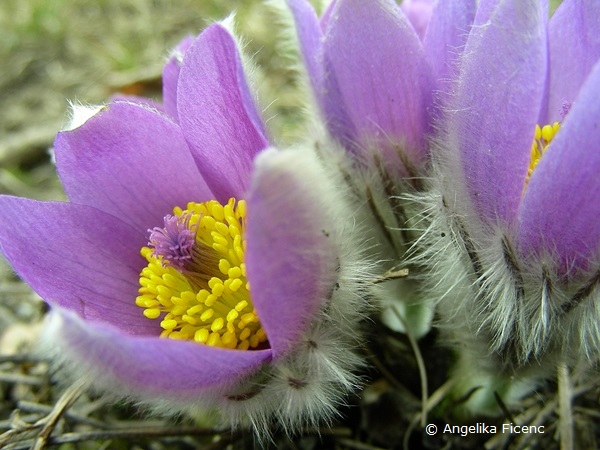 Pulsatilla grandis - Große Küchenschelle, Blüte  © Mag. Angelika Ficenc