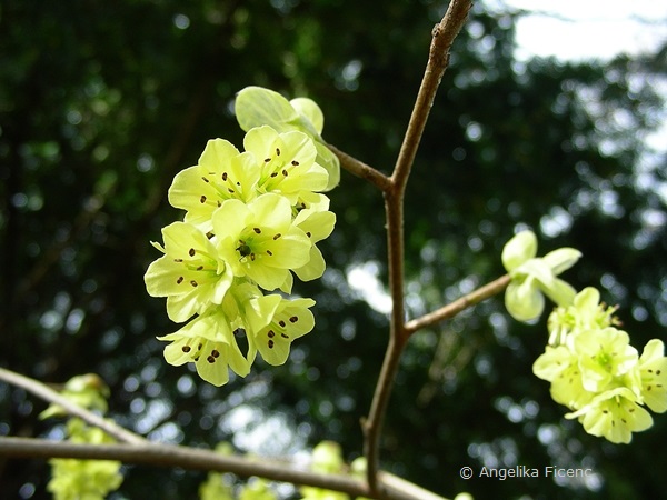 Corylopsis sp. - Scheinhasel, Blütenstand  © Mag. Angelika Ficenc