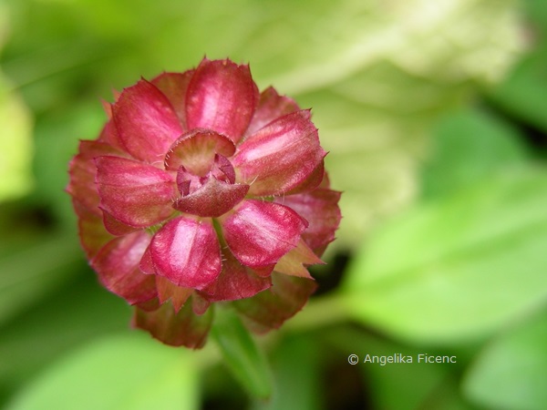 Prunella grandiflora - Großblütige Braunelle  © Mag. Angelika Ficenc