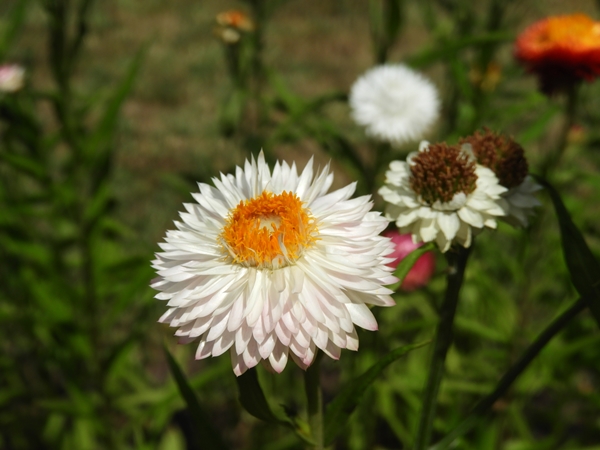 Helichrysum bellum © Mag. Angelika Ficenc