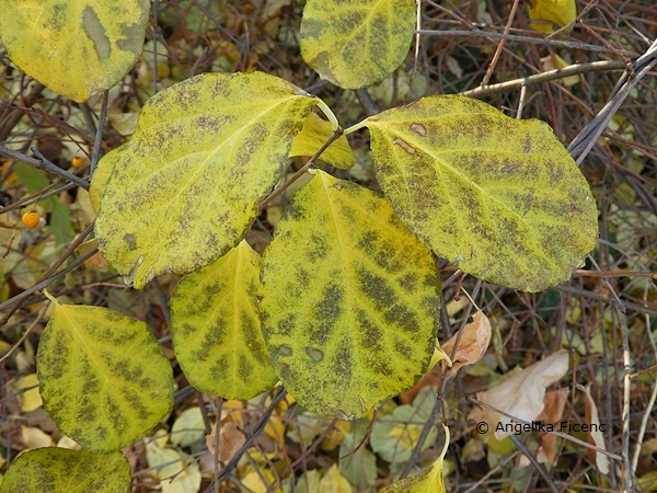 Celastrus orbiculatus var. orbiculatus,   © Mag. Angelika Ficenc